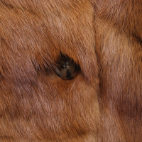 Jil Sander Jacket/Coat Fur in Brown