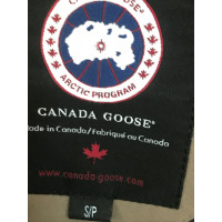 Canada Goose Canada goose