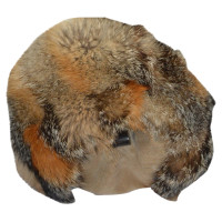 Dsquared2 Cap with fox fur trim